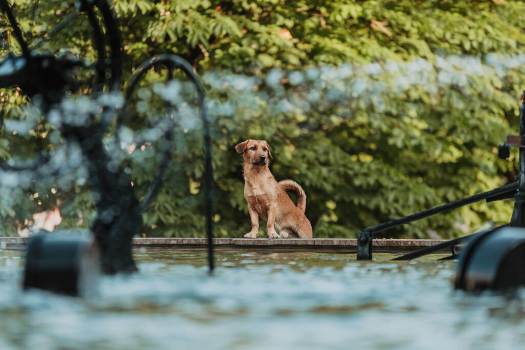 Basler Hundekalender 2024 - Nori