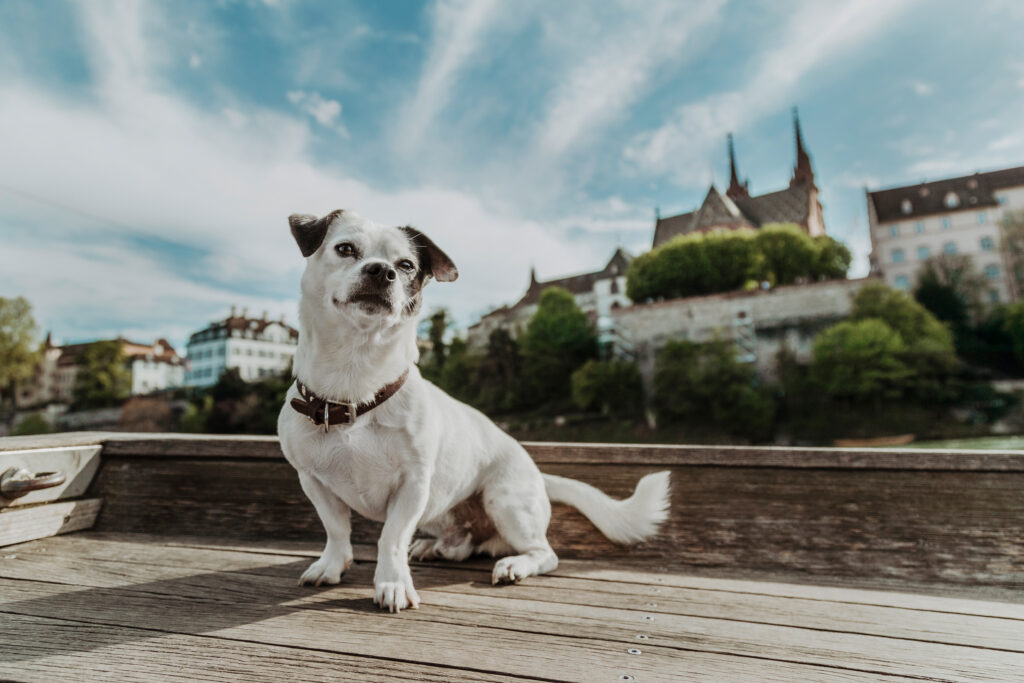 Basler Hundekalender 2024 - Yoshi