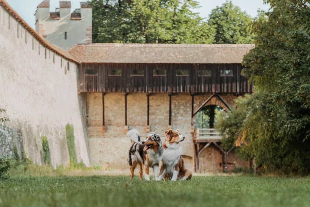 Basler Hundekalender 2024 - Zazou & Neah