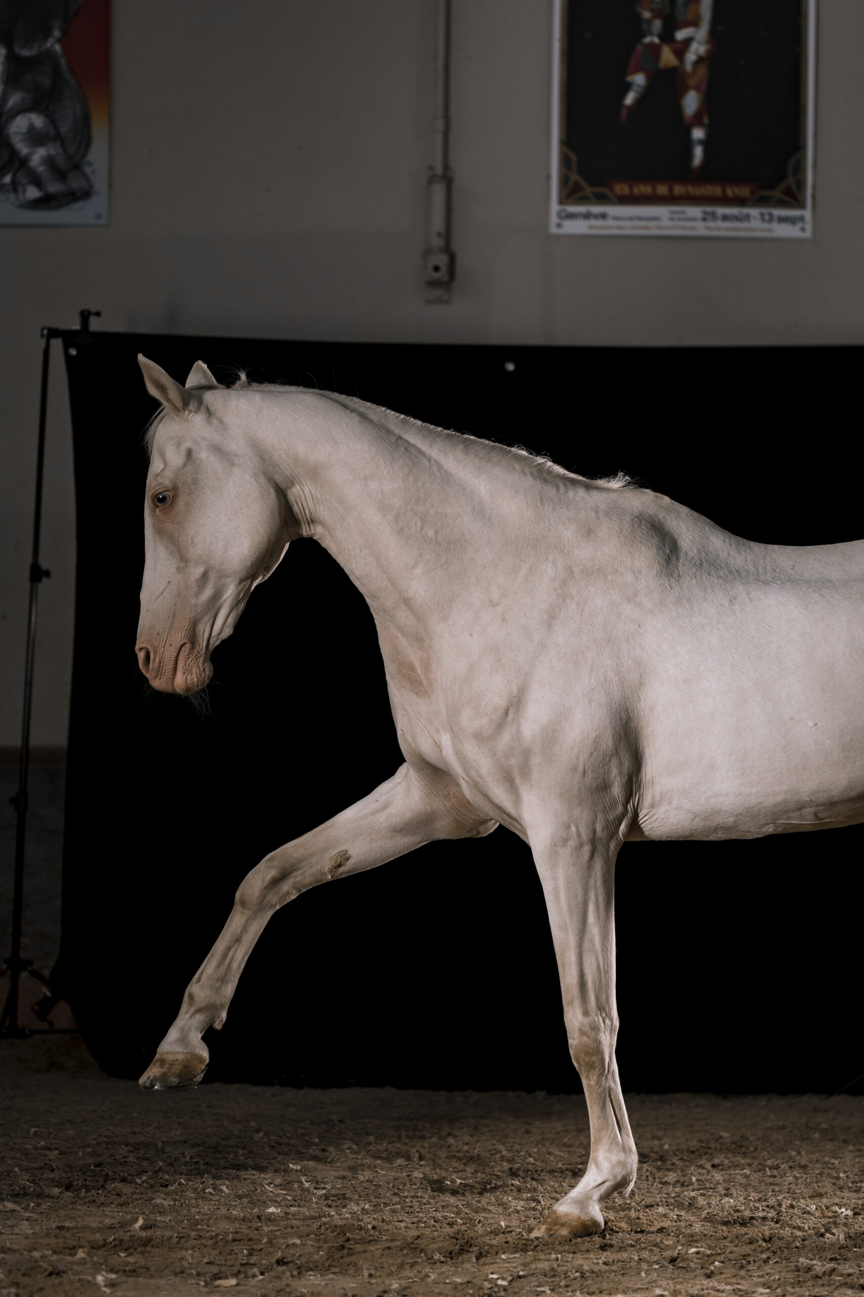 Achal Tekkiner Fotoshooting im Studio