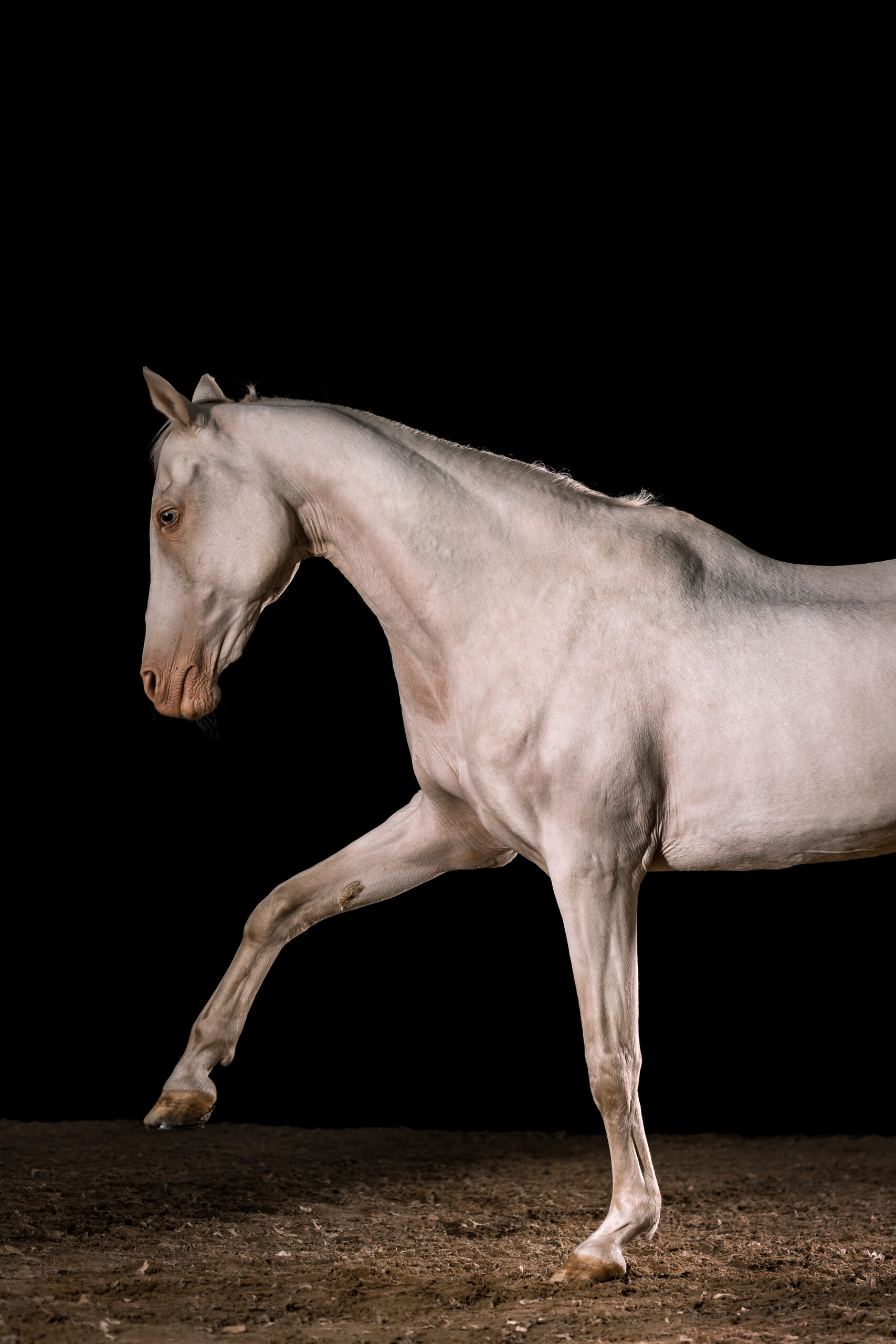 Achal Tekkiner Fotoshooting im Studio