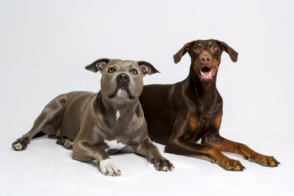 Hundefotoshooting im Studio