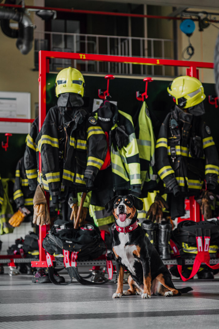 Basler Hundekalender 2025