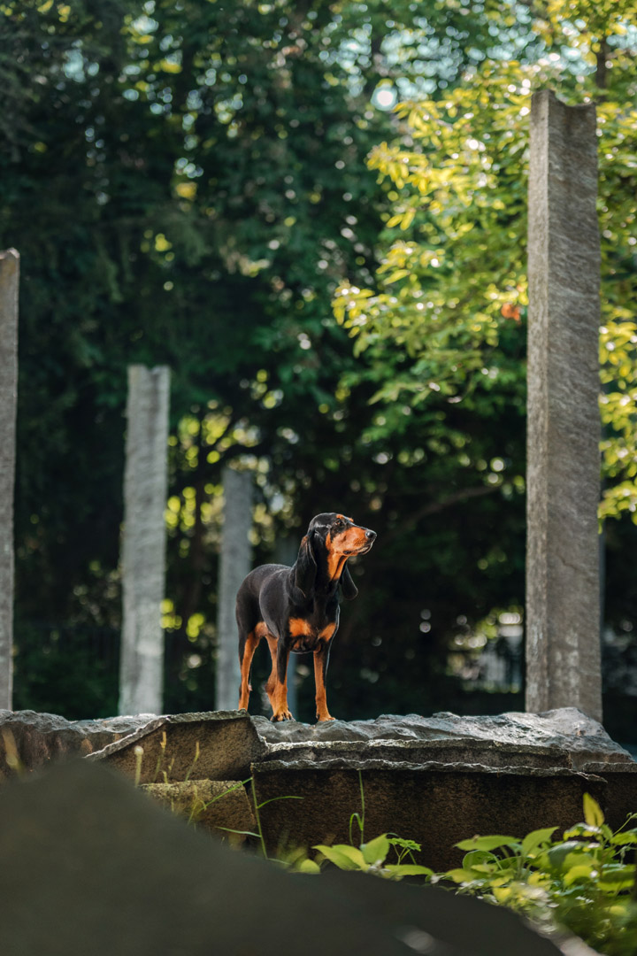 Basler Hundekalender 2025