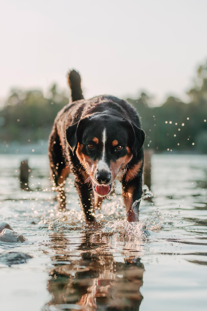 Basler Hundekalender 2025