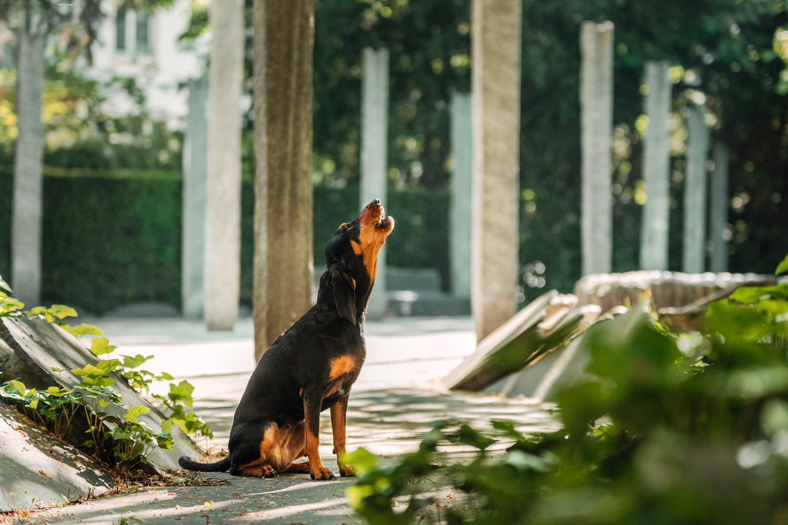 Basler Hundekalender 2025