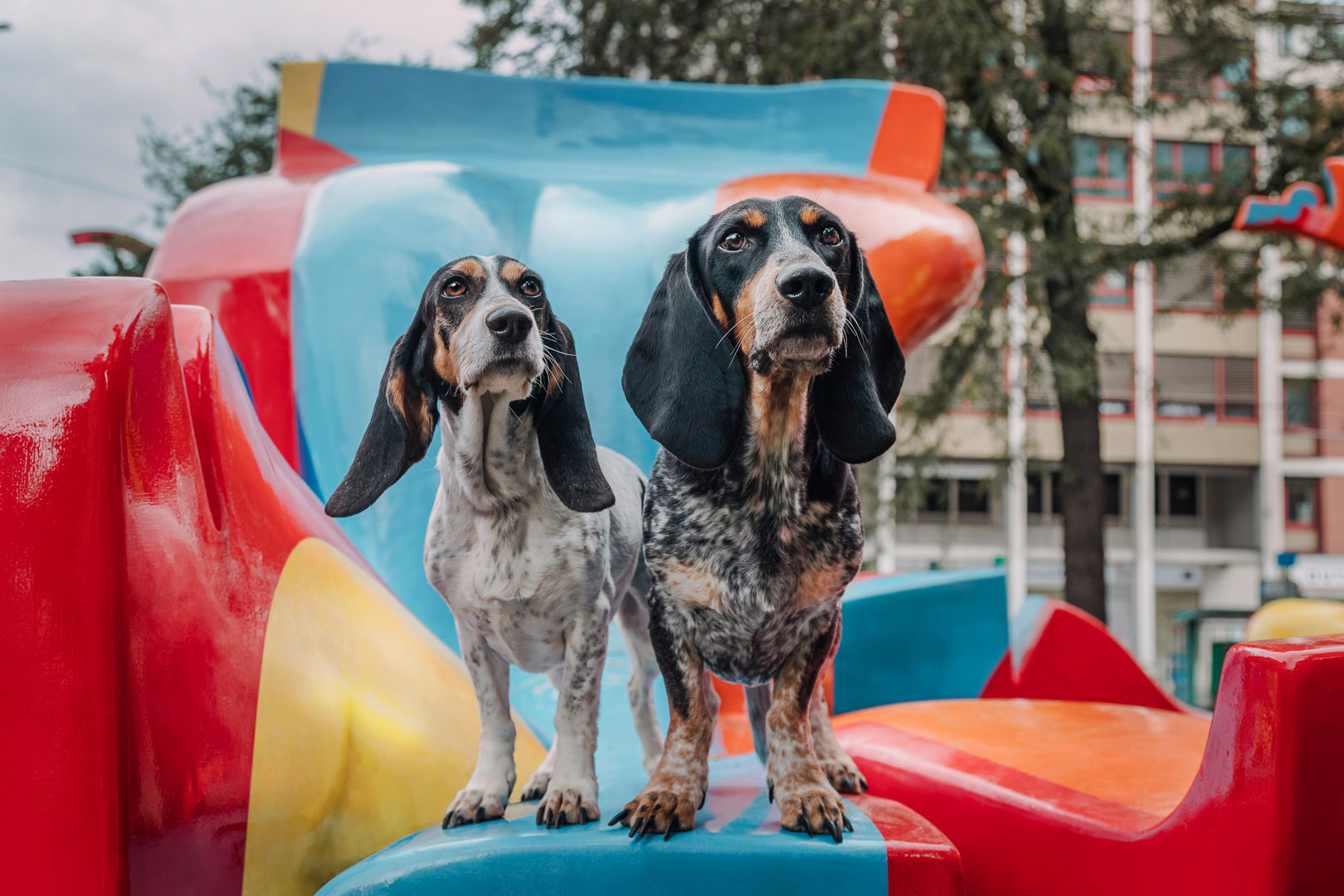 Basler Hundekalender 2025