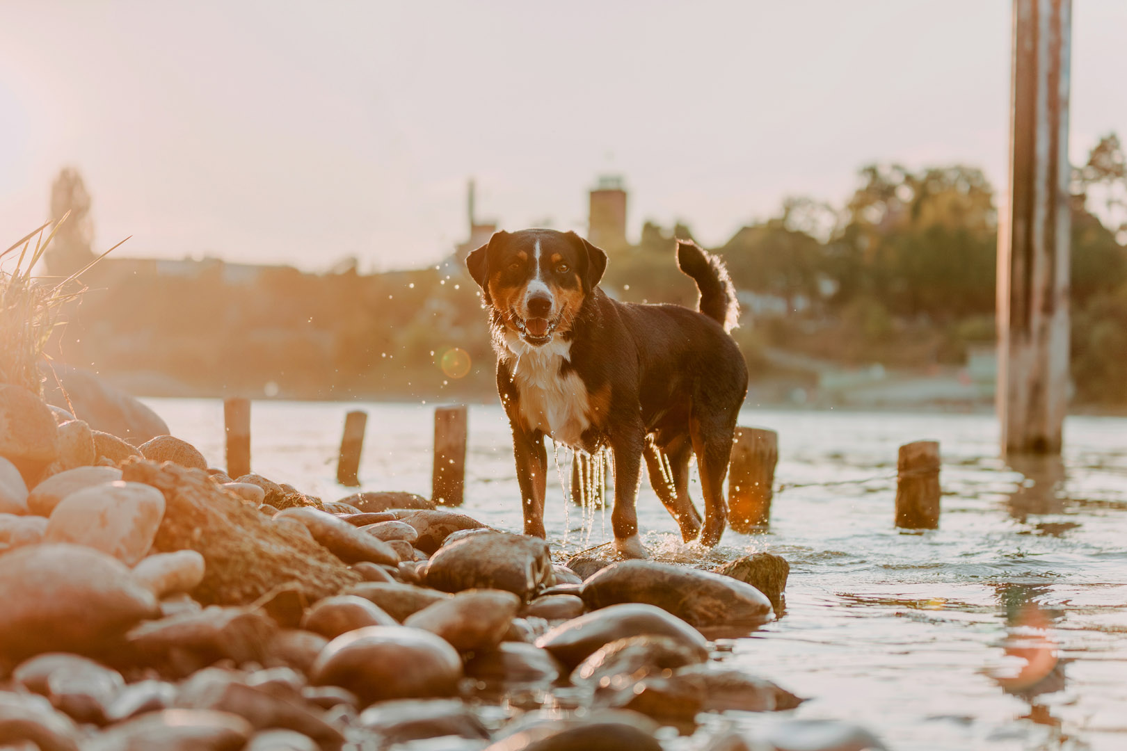 Basler Hundekalender 2025