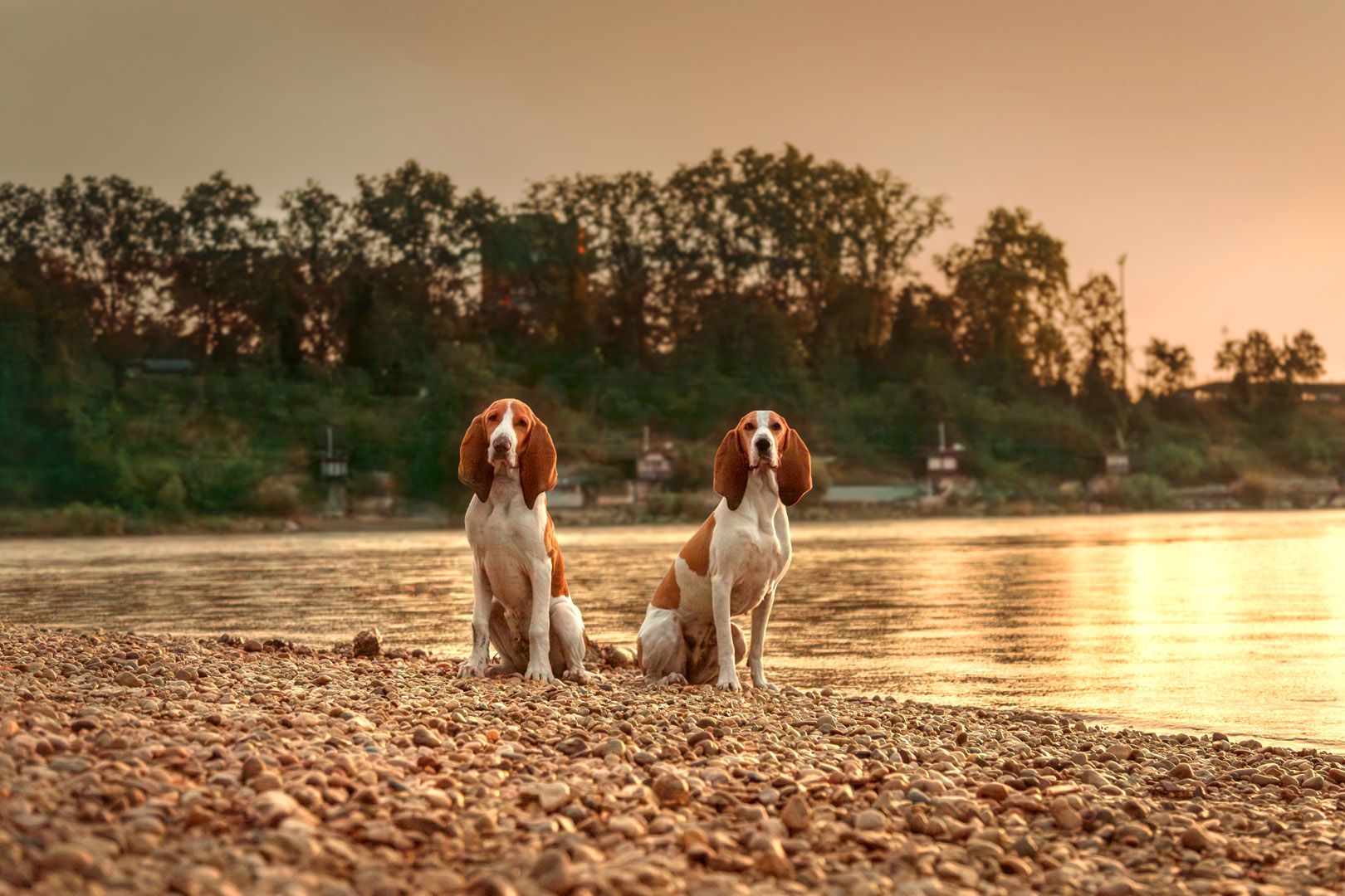 Basler Hundekalender 2025