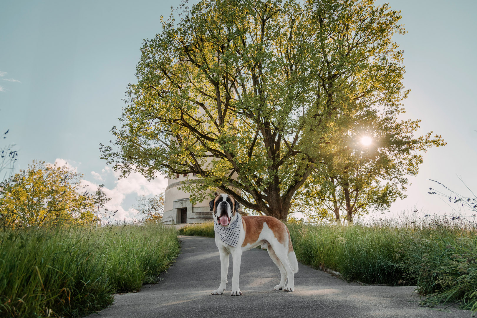 Basler Hundekalender 2025